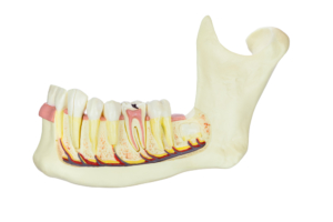 jawbone with teeth and nerves on white background